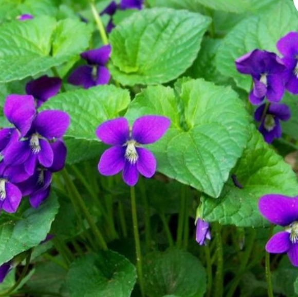 Meet your Posher, Gloria - Picture 2 of 2